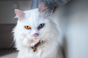 белый кот с разноцветными глазами 