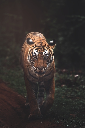 тигр идет по тропе, смотрит в кадр 