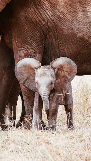малыш слоненок 