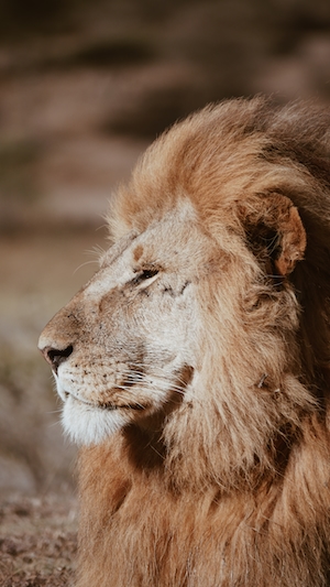 портрет льва, вид сбоку, крупный план