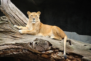 Самка льва сидит на дереве