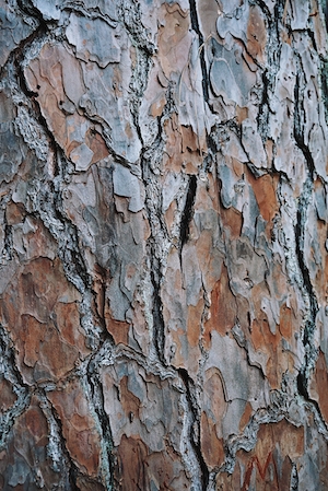 макро-фотография коры дерева, крупный план 