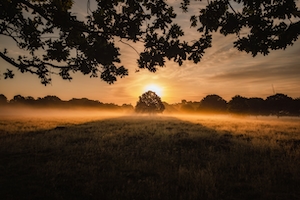 Восход солнца над одиноким деревом в поле, Ричмонд-парк, Лондон.