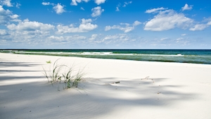 растения на пляже, прибрежная полоса, вода, море и белый песок 