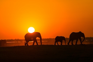 силуэт слонов на фоне оранжевого заката 