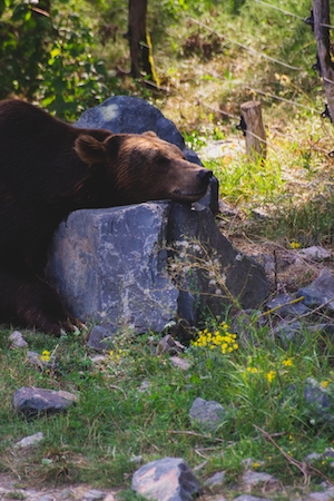 бурый медведь отдыхает на камне в лесу 