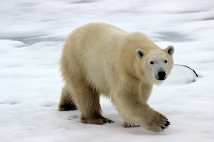 Медведь на льду