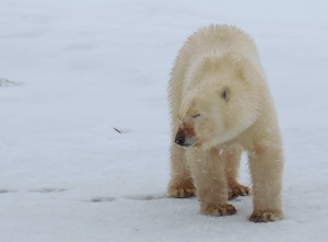 белый медведь стоит на снегу 