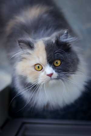пушистый кот с желтыми глазами смотрит вверх 