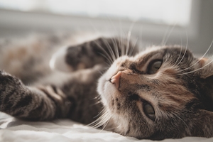 Полосатый котик лежит на кровати
