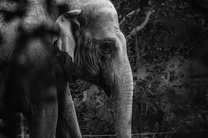 черно-белая фотография профиля слона 