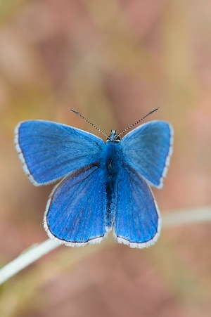 голубая бабочка, крупный план 