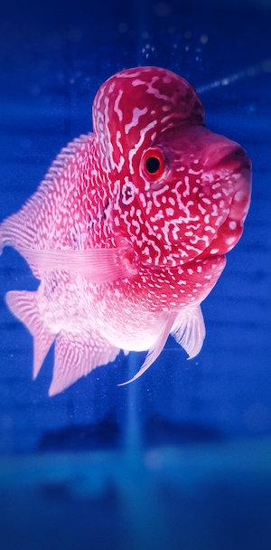 пестрая ярко-розовая рыбка в воде, крупный план 