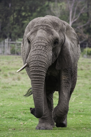 слон идет по траве 