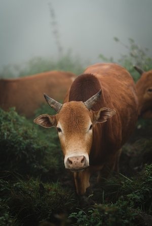 коричневая рогатая корова смотрит в кадр 