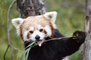 красная панда ест листья, крупный план 