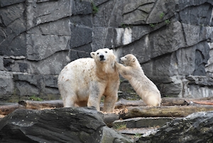 Мать и дочь, белые медведи на фоне каменной стены 