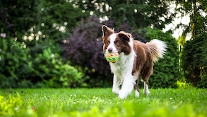 Коричнево-белая собака бежит по траве с мячиком во рту 