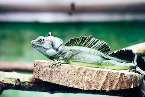 Ящерица зеленого цвета, фото в профиль 
