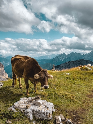 Корова в Доломитовых альпах, корова на фоне гор 