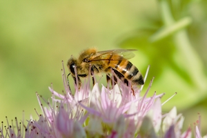 Крупный план профиля пчелы, когда она собирает нектар с розового цветка.