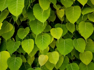 Зеленая листва, текстура 