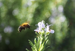 Пчела, питающаяся цветком розмарина
