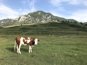 коричнево-белая корова на поле на фоне гор 