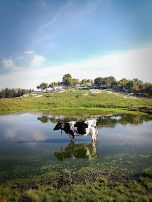 корова в воде 