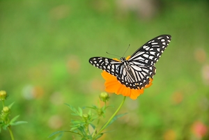 пестрая черно-белая бабочка, крупный план 