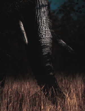 Слон, пасущийся на закате, крупный план 