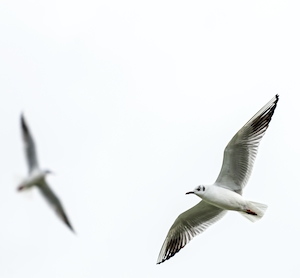 Птицы в полете над Босфором