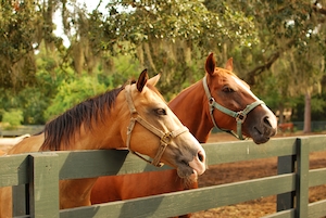 коричневые лошади за забором загона 