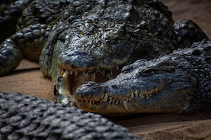 крокодилы лежат на песке 