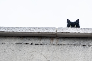 Черный кот выглядывает из-за бетонного забора 