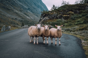 три овцы на дороге 