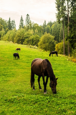 темно-коричневые кони на поле едят траву 