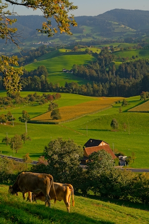 коровы пасутся на фоне зеленых полей и холмов 