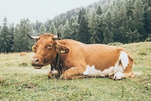 корова лежит на поле на фоне леса
