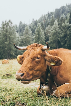 портрет коричневой коровы, корова смотрит в кадр, крупный план 