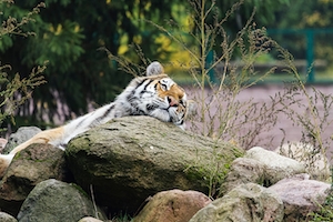 Тигр в зоопарке, лежит на камнях 