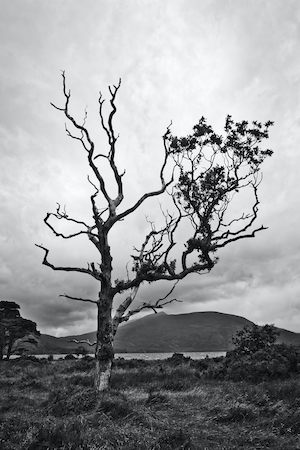 Одинокий скелет дерева, черно-белая фотография 