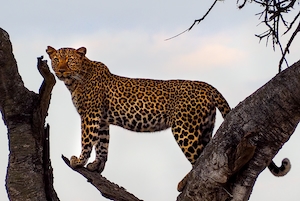  леопард на дереве, крупный план 