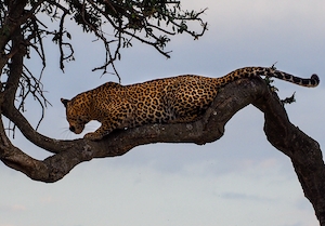 леопард отдыхает на ветке дерева 