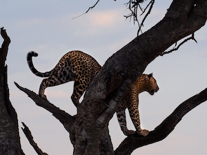 Леопард на дереве