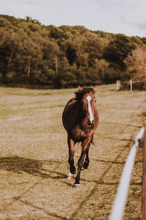 коричневый конь идет в сторону фотографа 