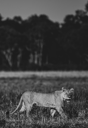 черно-белая фотография львицы 
