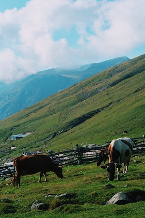 коровы пасутся на склоне горы 