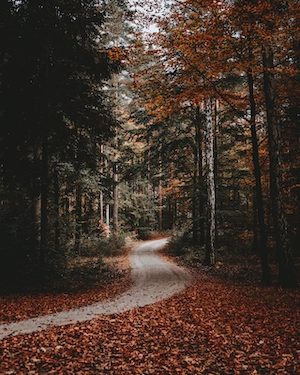 дорога в осенний лес
