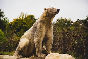 белый медведь стоит на камне 
